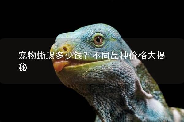 宠物蜥蜴多少钱？不同品种价格大揭秘