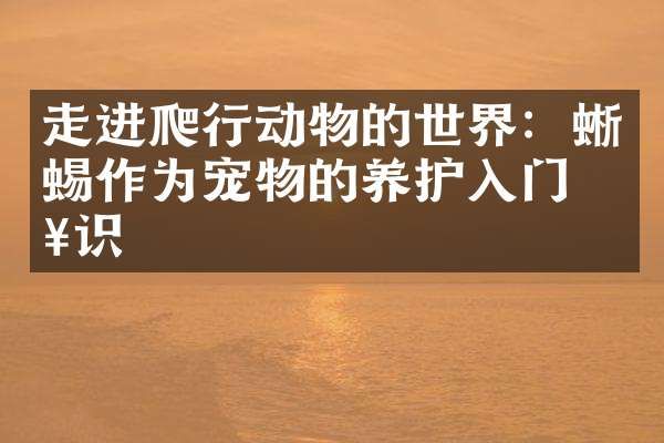 走进爬行动物的世界：蜥蜴作为宠物的养护入门知识