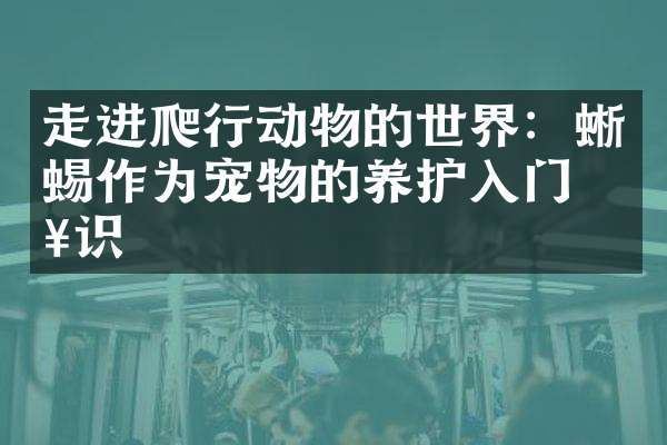走进爬行动物的世界：蜥蜴作为宠物的养护入门知识