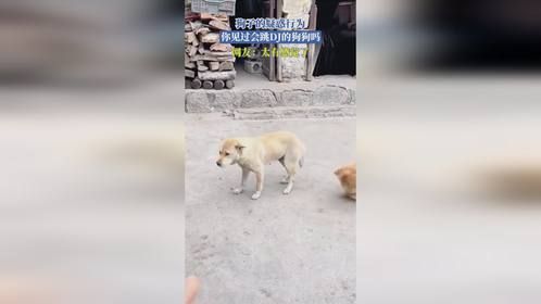 狗子的疑惑行为，你见过会跳DJ的狗狗吗？网友：太有感觉了！
