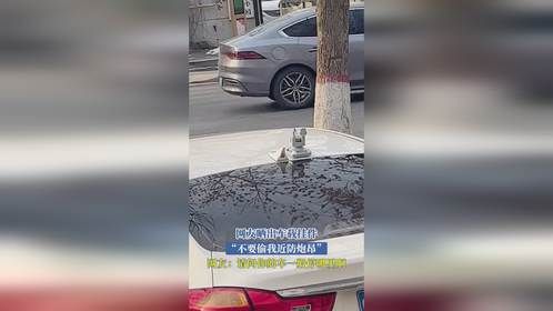 网友晒出车载挂件“不要偷我近防炮昂”网友：请问你的车一般停哪里啊！