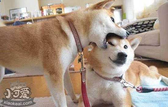 怎么训练猫和狗相处 教你避免猫狗大战