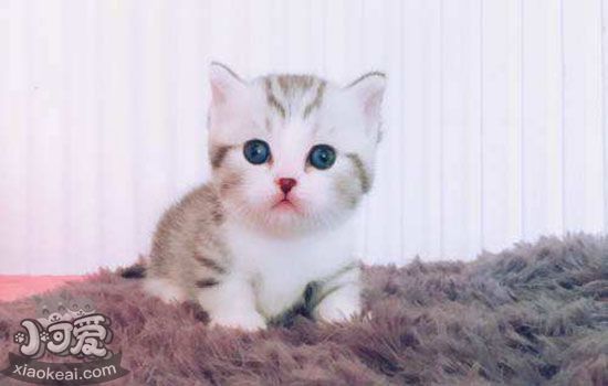 怎么训练猫和狗相处 教你避免猫狗大战