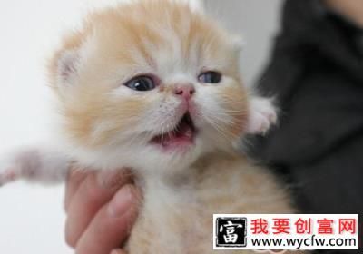 如何饲养异国短毛猫