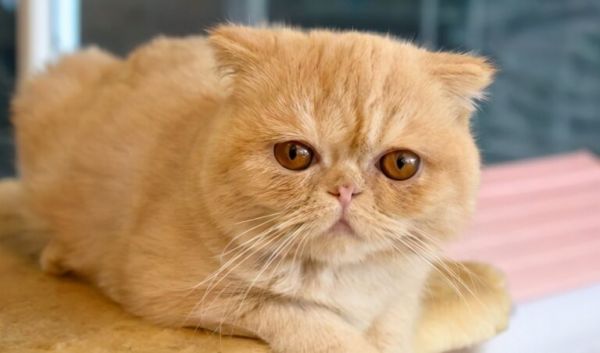 新手养猫,千万别养“异国短毛猫”