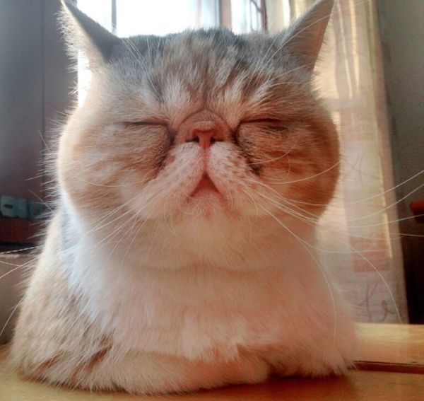 新手养猫,千万别养“异国短毛猫”