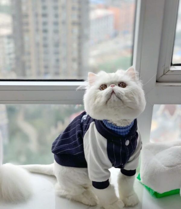 新手养猫,千万别养“异国短毛猫”