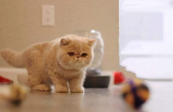 新手养猫,千万别养“异国短毛猫”