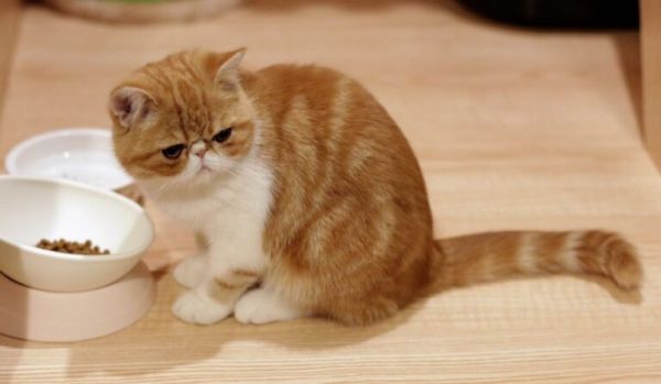 新手养猫,千万别养“异国短毛猫”