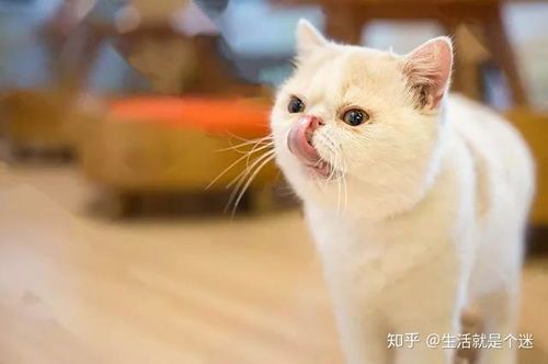 异国短毛猫:毛短心长,萌态可掬伴侣!