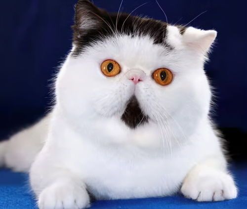 异国短毛猫:毛短心长,萌态可掬伴侣!