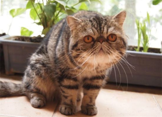 异国短毛猫为什么要绝育