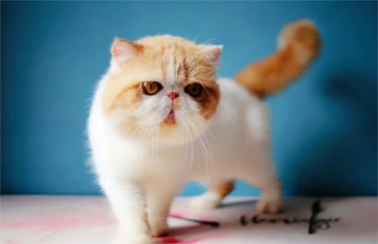 加菲和英短配出来的回事什么样的猫咪?