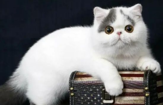 异国短毛猫怎么生产?