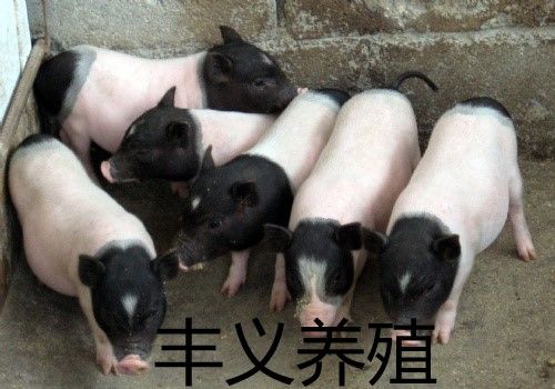 遂宁市巴马香猪养殖基地宠物猪免费提供技术