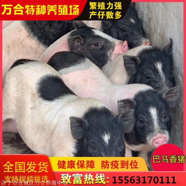 香猪繁育基地低价出售巴马香猪幼崽 小香猪活体养殖