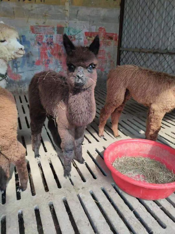 羊驼种类大全
