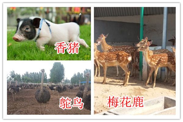 河南省宠物小羊驼出售