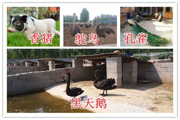 河南省宠物小羊驼出售
