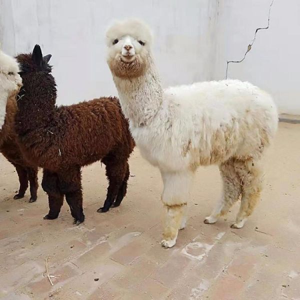 头萌宠羊驼 羊驼多少钱一只幼仔 广佳 供应小羊驼