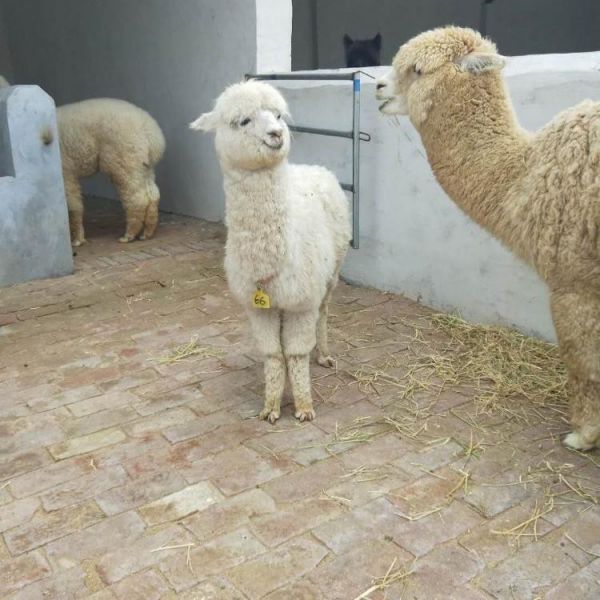 头萌宠羊驼 羊驼多少钱一只幼仔 广佳 供应小羊驼