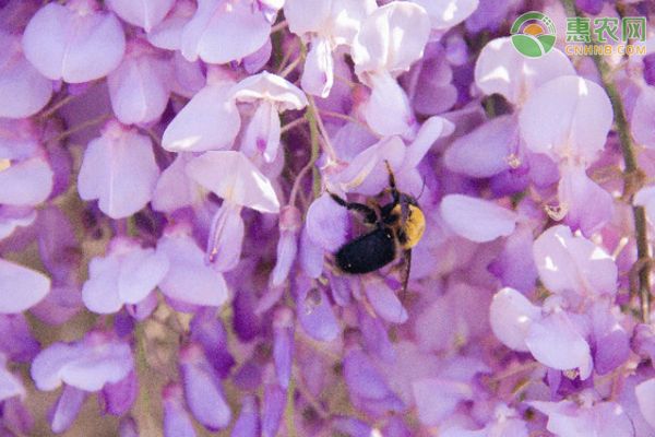 养蜜蜂种植什么花最好？蜜蜂花卉有哪几种？