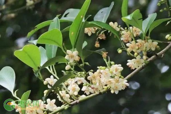 养蜜蜂种植什么花最好？蜜蜂花卉有哪几种？