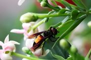 蜜蜂如何养殖和管理