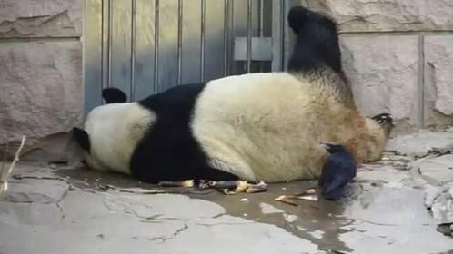 乌鸦拔熊猫的毛做窝，下一秒请忍住别笑，镜头拍下了全过程