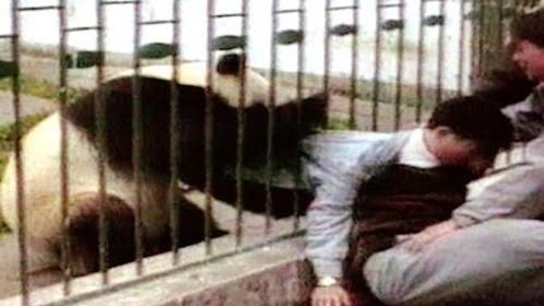 熊猫突然发飙，隔着铁栅栏撕咬男子，危急时刻，只能“忍痛割爱”
