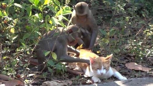 一群猴子撸猫，被调戏的猫让人感觉有点无助，这场面真没见过