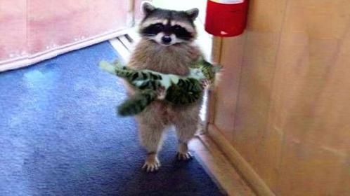 千万别让浣熊撸到猫，不然一揉就是一辈子，镜头拍下搞笑瞬间！
