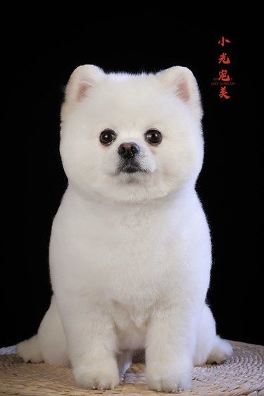 我家萌宠的新造型