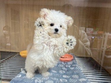 宠物店的崽崽们都好可爱啊