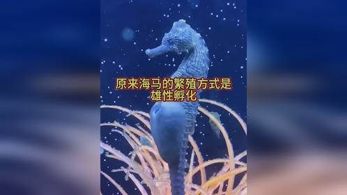 原来海马的繁殖方式是雄性孵化