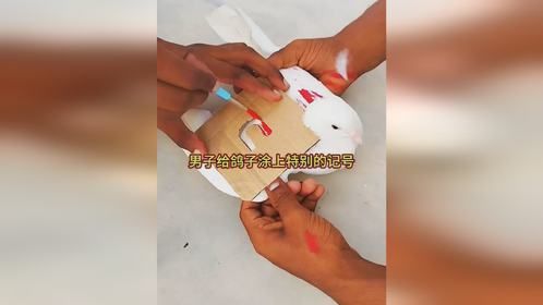 男子给鸽子涂上特别的记号