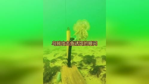 乌贼攻击鱼诱饵的瞬间