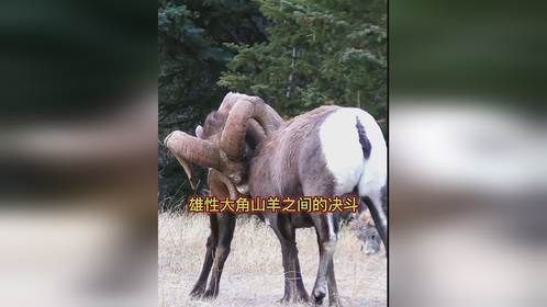 雄性大角山羊之间的决斗