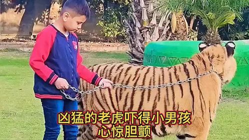 凶猛的老虎吓得小男孩心惊胆颤