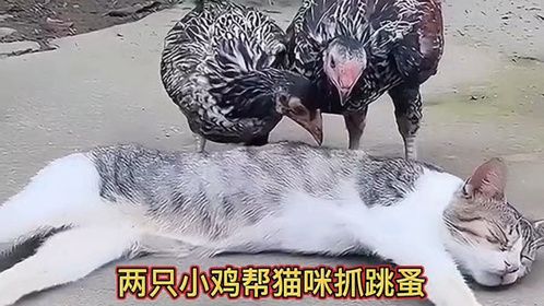两只小鸡帮猫咪抓跳蚤