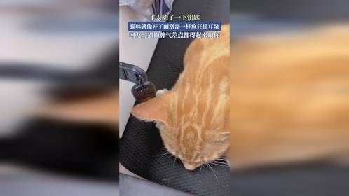 主人动了一下钥匙，猫咪就像开了雨刮器一样疯狂摇耳朵。