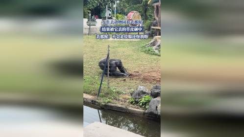 女生去动物园看丢那猩，结果被它丢的草皮砸中，丢那猩：不会走位躲还怪我咯