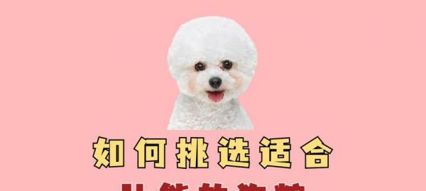 比熊在“月子”期间是否可以继续吃狗粮？有何特别饮食建议？
