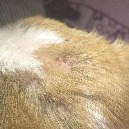 狗狗得了皮肤病怎么办?这里有几个妙招帮助狗子解决皮肤问题