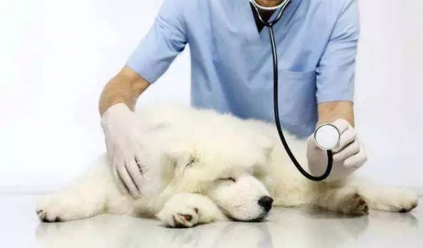 狗狗得了皮肤病怎么办?这里有几个妙招帮助狗子解决皮肤问题