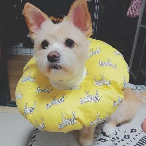 狗狗得了皮肤病怎么办?这里有几个妙招帮助狗子解决皮肤问题