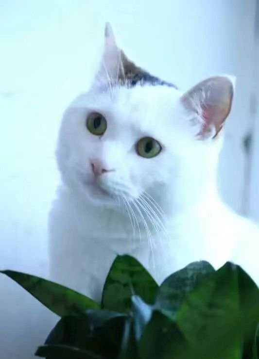 春季宠物皮肤护理方法