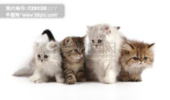 宠物猫鼻黑点疑猫癣，小猫护理需谨慎。