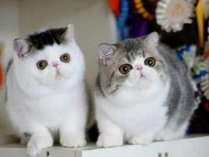 宠物猫鼻黑点疑猫癣，小猫护理需谨慎。