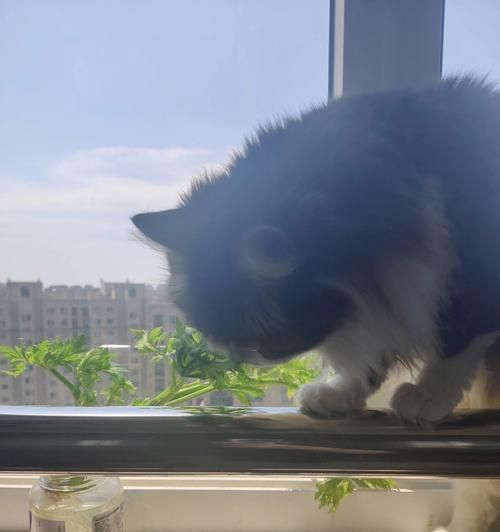 宠物猫能否吃生芹菜（探究猫咪的饮食习惯和对生芹菜的反应）